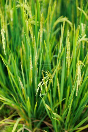 Photo for Close up of young rice after planting - Royalty Free Image