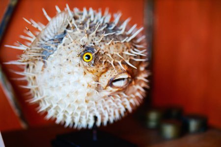 Photo for Dried inflated puffer fish decoration - Royalty Free Image