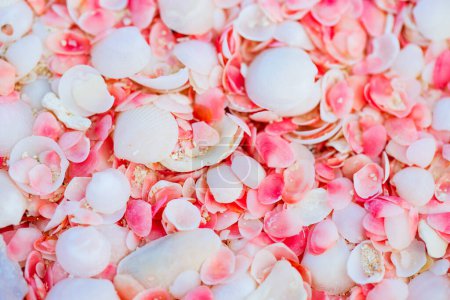 Photo for Pink sand beach on Barbuda island in Caribbean made of tiny pink shells, close up photo - Royalty Free Image