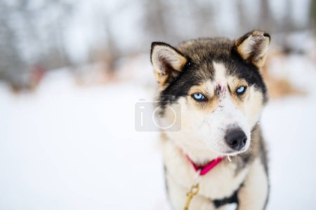 Téléchargez les photos : Husky chiens le jour d'hiver en plein air en Laponie Finlande - en image libre de droit