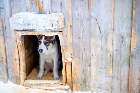 Photo for Cute husky puppy in dog house - Royalty Free Image