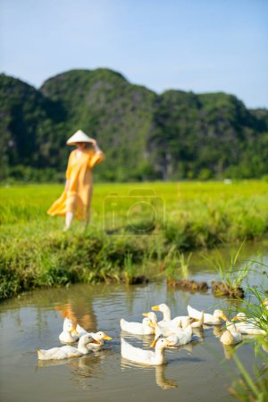 Téléchargez les photos : Belle femme vêtue d'une robe jaune et d'un chapeau vietnamien conique profitant du paysage rural vietnamien et des rizières de Ninh Binh - en image libre de droit