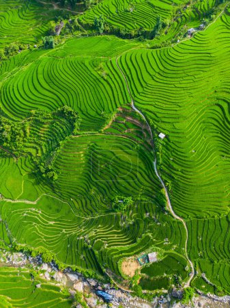 Téléchargez les photos : Superbes paysages de terrasses de riz dans le nord du Vietnam - en image libre de droit
