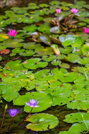Photo for Beautiful pink lotus flowers in lake - Royalty Free Image
