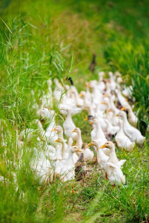 Flock of ducks among rice fields in Vietnamese countryside