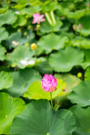 Photo for Beautiful pink lotus flowers in lake - Royalty Free Image
