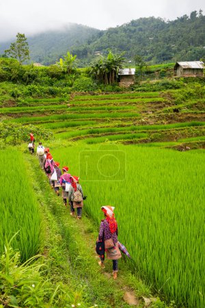Photo for Back view of Red Dao ethnic minority women walking among rice fields in northern Vietnam - Royalty Free Image