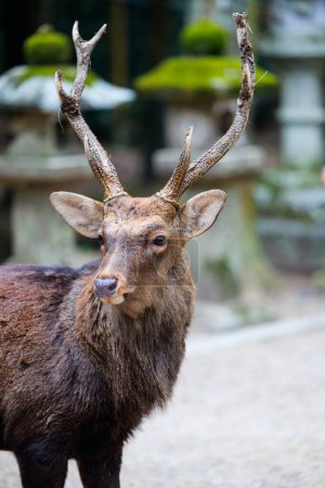 Téléchargez les photos : Cerf sika mâle adulte à Nara Japon - en image libre de droit