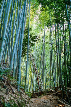 Téléchargez les photos : Forêt de bambous tôt le matin à Kyoto Japon - en image libre de droit