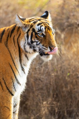 Téléchargez les photos : Gros plan du tigre royal du Bengale féminin dans le parc national de Ranthambore en Inde - en image libre de droit