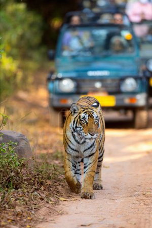 Téléchargez les photos : Une tigresse royale du Bengale patrouille son territoire dans le parc national de Ranthambore en Inde - en image libre de droit
