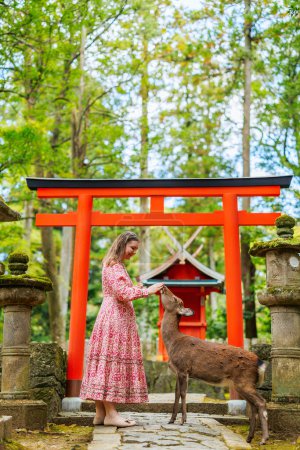Beautiful tourist woman feeding adult sika deer in Nara park Japan near red tori gate