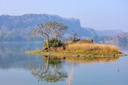 Téléchargez les photos : Matin serein sur le lac Padma Talao dans le parc national de Ranthambore, Rajasthan, Inde - en image libre de droit