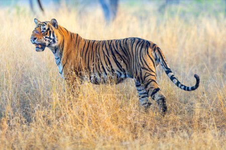 Téléchargez les photos : Un tigre royal du Bengale patrouille son territoire dans le parc national de Ranthambore en Inde - en image libre de droit
