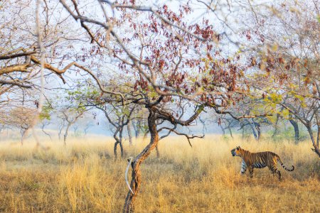 Téléchargez les photos : Un tigre royal du Bengale patrouille son territoire dans le parc national de Ranthambore en Inde - en image libre de droit