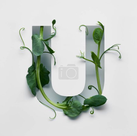 The capital letter is decorated with a young green pea sprout on a white background.