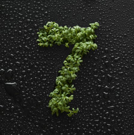 Téléchargez les photos : Nombre est créé à partir de jeunes pousses de roquette verte sur un fond noir recouvert de gouttes d'eau. - en image libre de droit