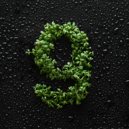 Photo for Number is created from young green arugula sprouts on a black background covered with water drops. - Royalty Free Image