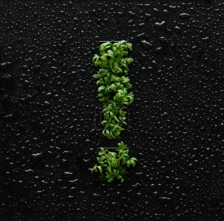 Exclamation mark is created from young green arugula sprouts on a black background covered with water drops.