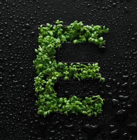 Téléchargez les photos : La lettre majuscule est créée à partir de jeunes pousses de roquette vertes sur un fond noir recouvert de gouttes d'eau. - en image libre de droit