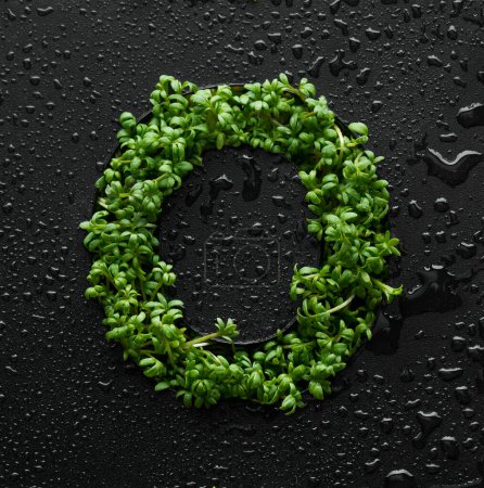 Téléchargez les photos : Capital letter is created from young green arugula sprouts on a black background covered with water drops. - en image libre de droit