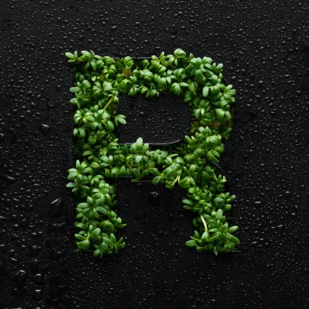 Téléchargez les photos : La lettre majuscule est créée à partir de jeunes pousses de roquette vertes sur un fond noir recouvert de gouttes d'eau. - en image libre de droit