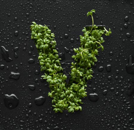 Photo for Capital letter is created from young green arugula sprouts on a black background covered with water drops. - Royalty Free Image