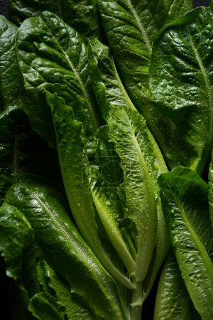 Photo for Young and fresh lettuce leaves, abstract background. - Royalty Free Image