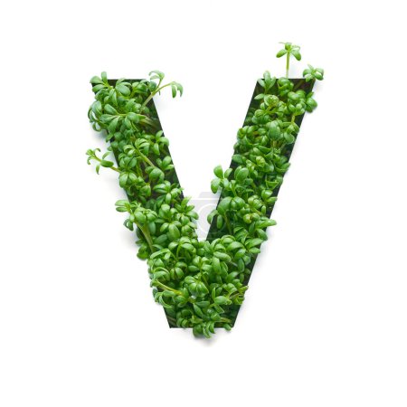 Photo for Capital letter is created from young green arugula sprouts on a white background. - Royalty Free Image