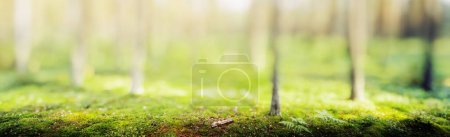 Photo for Green forest bokeh panorama beautiful landscape nature background - Royalty Free Image