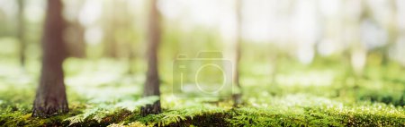 Foto de Forest blur panorama. Beautiful green landscape nature background - Imagen libre de derechos