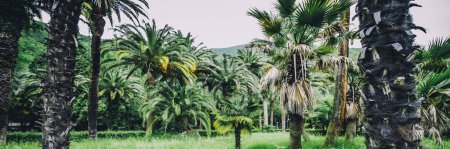 Foto de Jardín botánico de palmeras. Fondo natural tropical de verano - Imagen libre de derechos