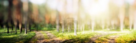 Photo for Spring forest bokeh panorama beautiful green landscape - Royalty Free Image