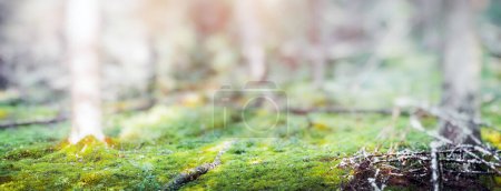 Téléchargez les photos : Forest blur panorama. Beautiful green landscape nature background - en image libre de droit