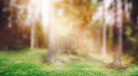 Téléchargez les photos : Forêt nature lever de soleil. Panorama fond flou - en image libre de droit