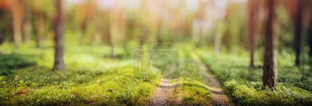 Téléchargez les photos : Panorama bokeh forêt - beau paysage d'herbe verte - en image libre de droit