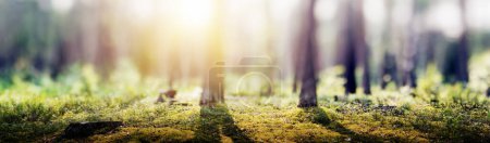 Photo for Forest blur panorama. Beautiful green landscape nature background - Royalty Free Image