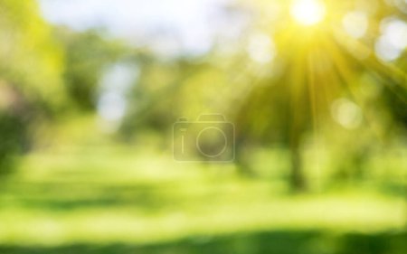 Téléchargez les photos : Lever de soleil d'été matin parc. Bokeh arrière-plan nature - en image libre de droit