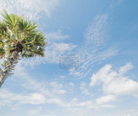 Téléchargez les photos : Palmiers tropicaux et ciel nuageux. Météo estivale - en image libre de droit
