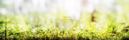 Photo for Forest bokeh panorama - beautiful green grass landscape - Royalty Free Image