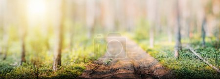 Photo for Spring forest bokeh panorama beautiful green landscape - Royalty Free Image