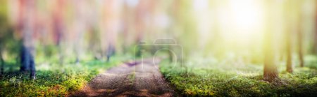 Photo for Blur spring forest panorama beautiful green landscape - Royalty Free Image