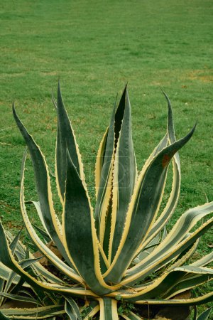 Téléchargez les photos : Aloe vera planting in green grass. - en image libre de droit