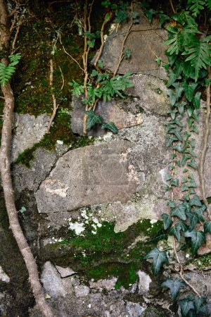 Téléchargez les photos : Old stone texture with ivy plants - en image libre de droit