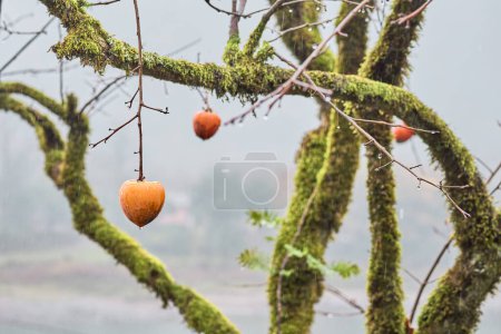 Téléchargez les photos : Persimmon at tree with full of moss. - en image libre de droit
