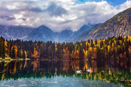 Sunrise. Pair of white swans swim in the lake Fusine in Italy. The colors of the autumn forests are reflected in the icy water of the lake. Mountains covered in morning mist. 
