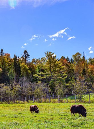 Photo for Huge two buffaloes graze on a green meadow. Lush multicolor northern autumn. Omega Park is a natural eco-park. Journey to beautiful Canada. - Royalty Free Image
