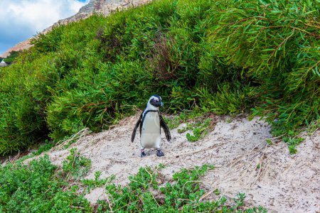 Photo for Friendly African black-footed penguin stands on a huge rock. Scenic Penguin Conservation Area near Cape Town. South Africa. Travel to an Exotic Land. - Royalty Free Image