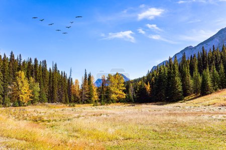 Téléchargez les photos : Environs de la ville de Banff dans les Rocheuses. Le Canada. Forêt de conifères d'automne. Journée ensoleillée en été indien. Troupeau d'oiseaux migrateurs vole dans le ciel - en image libre de droit