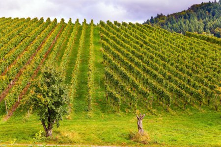 Foto de Racimos de uvas dulces maduras entre las hojas verdes de los arbustos de uva. Filas de viñedos en las colinas del Rin. La región vinícola de Alemania. Magia otoñal. - Imagen libre de derechos